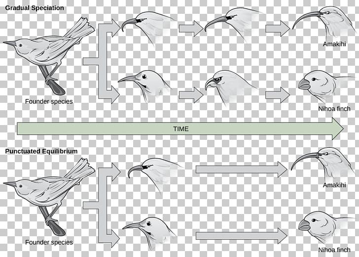 Sympatric Speciation Geographical Isolation Peripatric Speciation Evolution PNG, Clipart, Angle, Biology, Black And White, Evolution, Genetic Divergence Free PNG Download