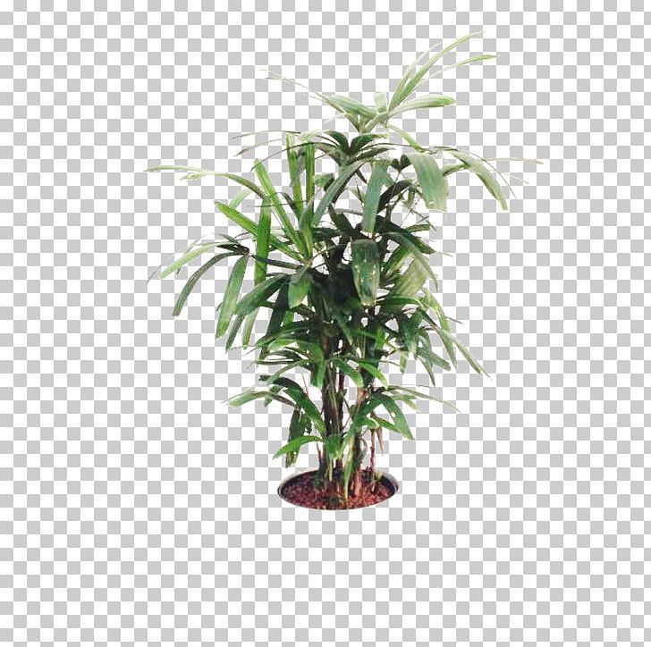 Areca Palm Flowerpot Houseplant Topiary Tree PNG, Clipart, Arecaceae ...