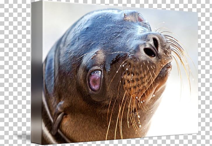 Baby Sea Lion Earless Seal Tiger PNG, Clipart, Animals, Aquatic Animal, Baby Sea Lion, Closeup, Dog Breed Free PNG Download