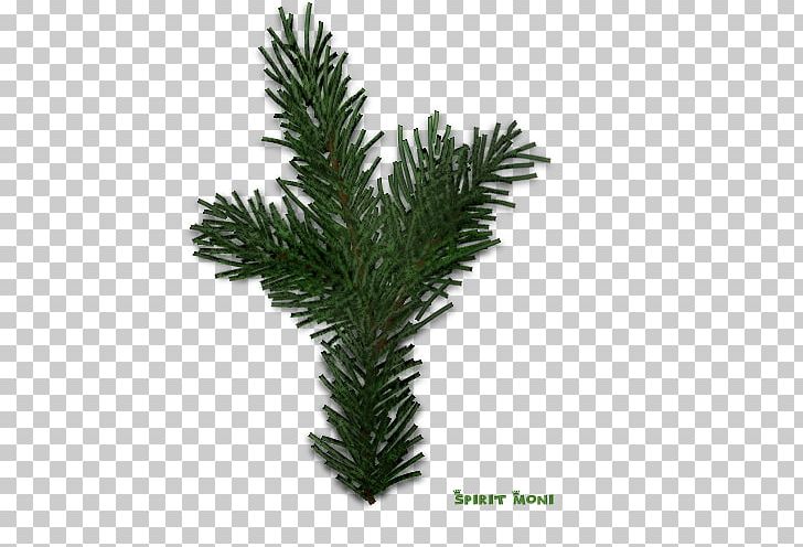 Spruce Fir Christmas Pine PNG, Clipart, Advent, Branch, Christmas, Conifer, Cypress Family Free PNG Download