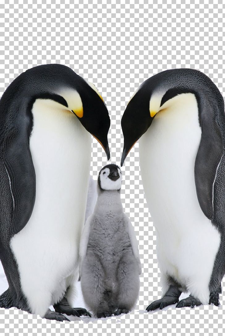 Antarctica Fiordland Penguin Emperor Penguin Eastern Rockhopper Penguin PNG, Clipart, Animal, Animals, Beak, Bird, Calves Free PNG Download