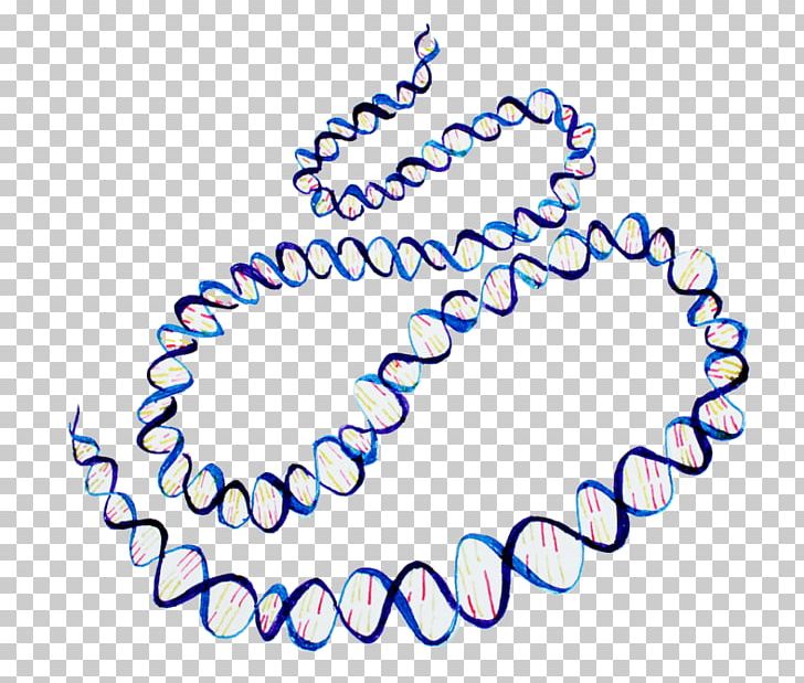 ENCODE Human Genome Project DNA Nucleic Acid Double Helix PNG, Clipart, Area, Blue, Body Jewelry, Circle, Complete Free PNG Download