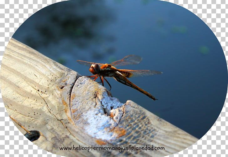 Insect Dragonfly Invertebrate Pest Arthropod PNG, Clipart, Animals, Arthropod, Dragonflies And Damseflies, Dragonfly, Insect Free PNG Download