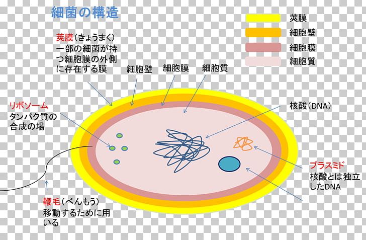 Line Angle PNG, Clipart, Angle, Area, Art, Bacteria, Circle Free PNG Download