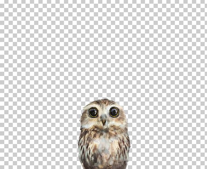 Little Owl Amy Hamilton Design + Illustration Poster Art PNG, Clipart, Amy Hamilton Designillustration, Animal, Animals, Art, Beak Free PNG Download