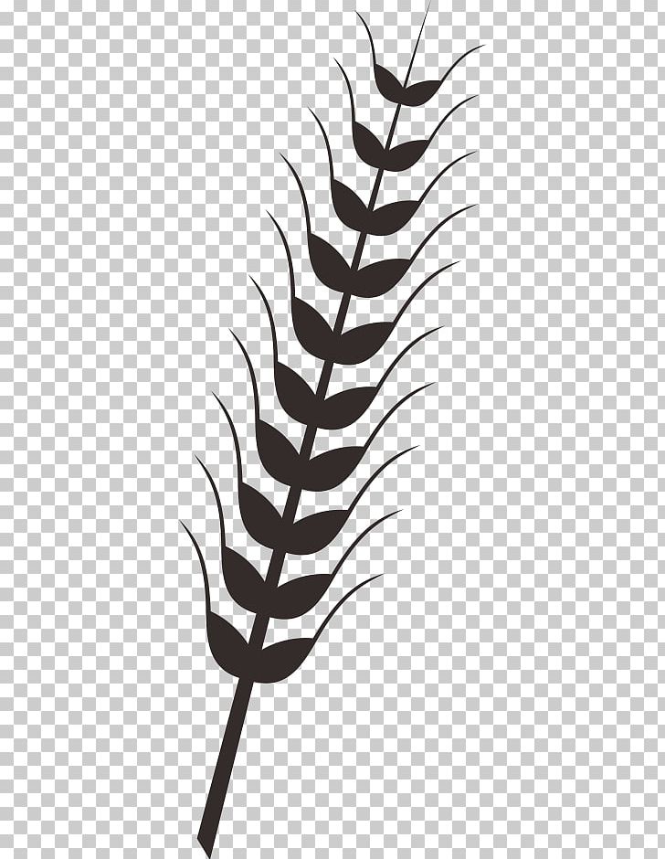Wheat Rice Drawing PNG, Clipart, Barley, Black And White, Branch, Cli, Drawing Free PNG Download