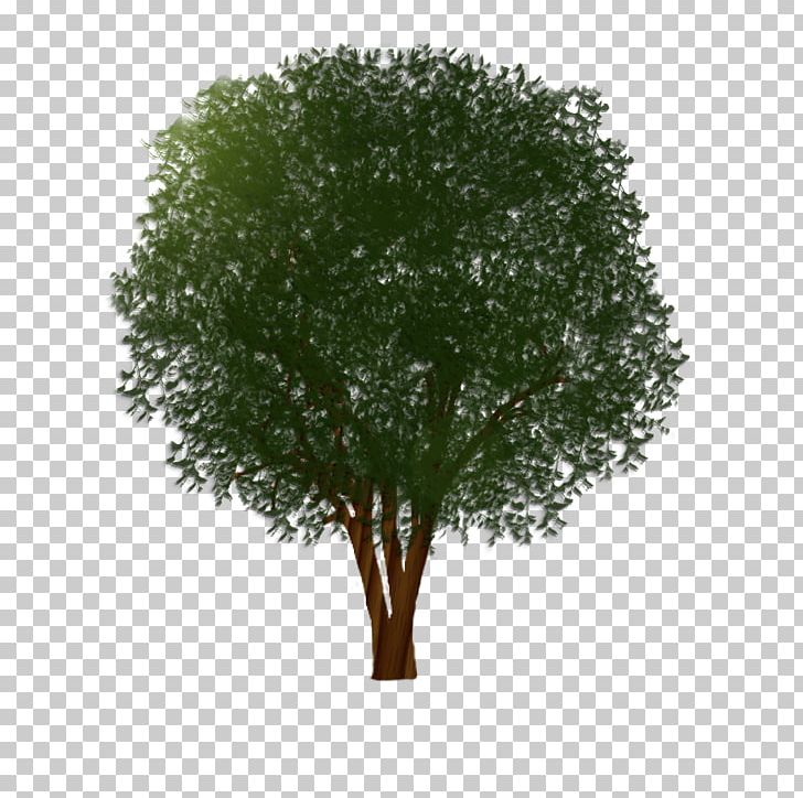 Branch Shrub Muntingia Calabura Tree Trunk PNG, Clipart, Branch, Deciduous, Grass, Muntingia Calabura, My Beautiful Dark Twisted Fantasy Free PNG Download