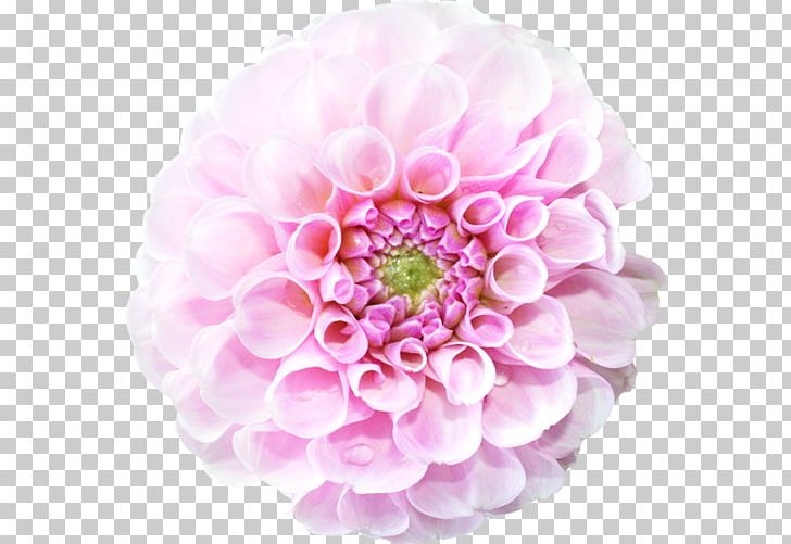 Cut Flowers Floristry Petal PNG, Clipart,  Free PNG Download