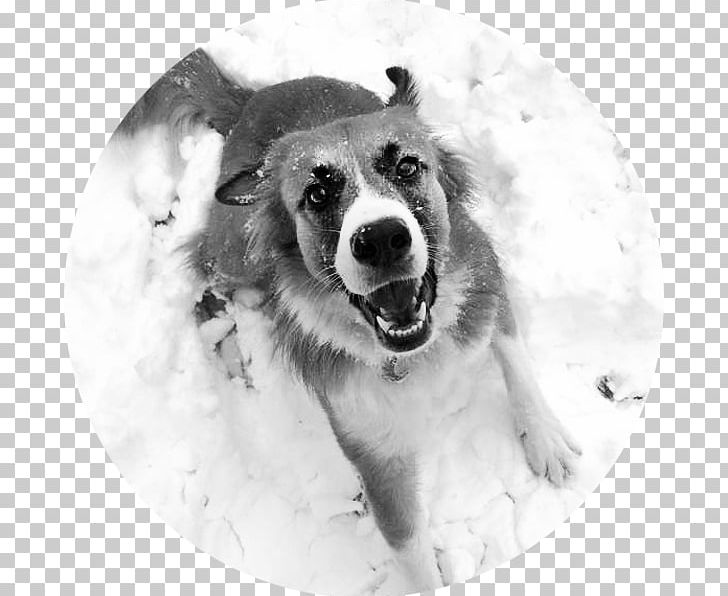 Dog Breed Sakhalin Husky Greenland Dog Canadian Eskimo Dog Seppala Siberian Sleddog PNG, Clipart, American Eskimo Dog, Canadian Eskimo Dog, Carnivoran, Dog, Dog Breed Free PNG Download