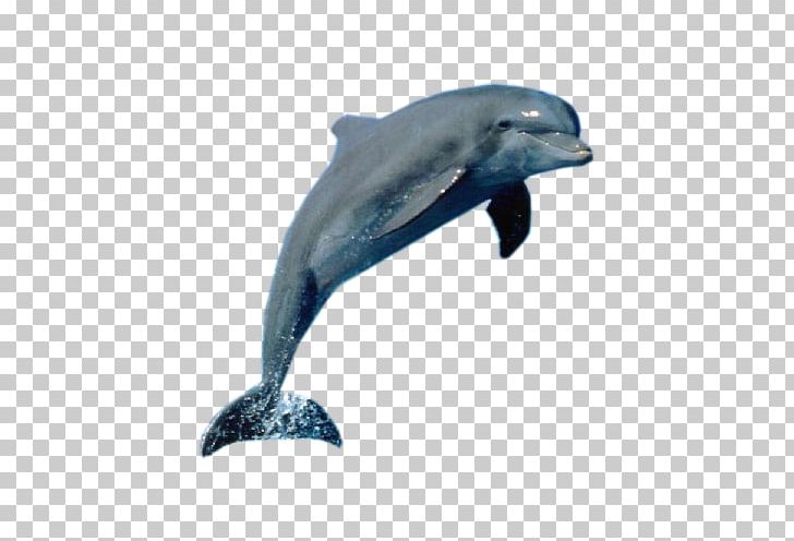 La Plata Dolphin Killer Whale Cetacea PNG, Clipart, Animal, Animals, Aquatic Animal, Bottlenose Dolphin, Cetacea Free PNG Download
