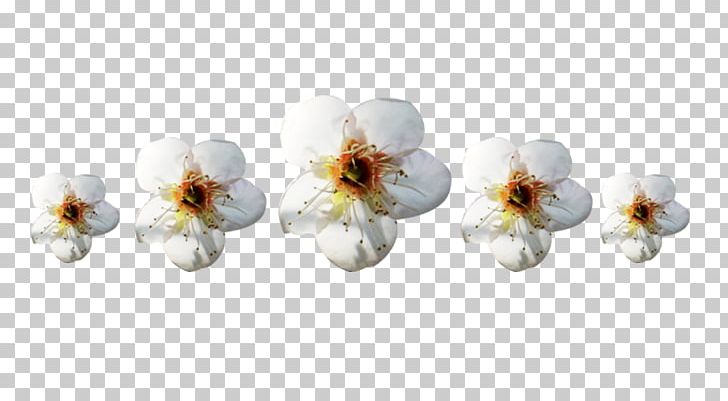 Petal Apyu017eiedis Flower Designer PNG, Clipart, Blossom, Corolla, Cut Flowers, Designer, Download Free PNG Download