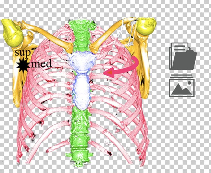 Sternoclavicular Joint Arthrology Shoulder Girdle Clavicle Anatomy PNG, Clipart, Acromion, Anatomy, Arthrology, Clavicle, Discourse Free PNG Download