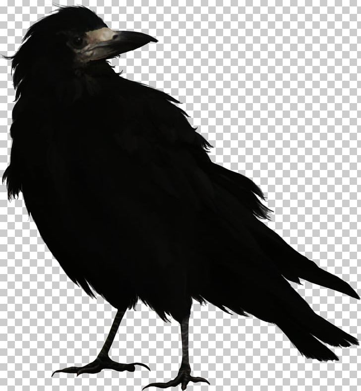 Bird Common Raven Rook Portable Network Graphics PNG, Clipart, Animals, Beak, Bird, Black And White, Black Crow Free PNG Download