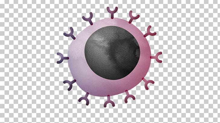 Cytotoxic T Cell Immune System Natural Killer Cell PNG, Clipart, Antigen, Antigen Presentation, B Cell, Cell, Circle Free PNG Download