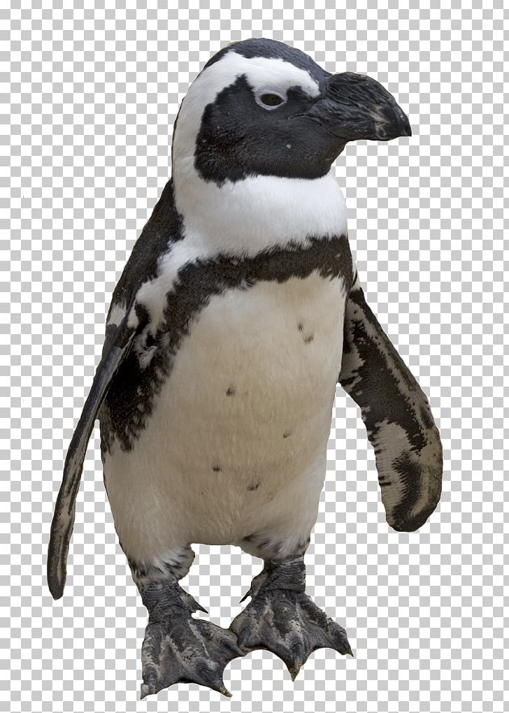 Small Penguin PNG, Clipart, Animals, Penguins Free PNG Download