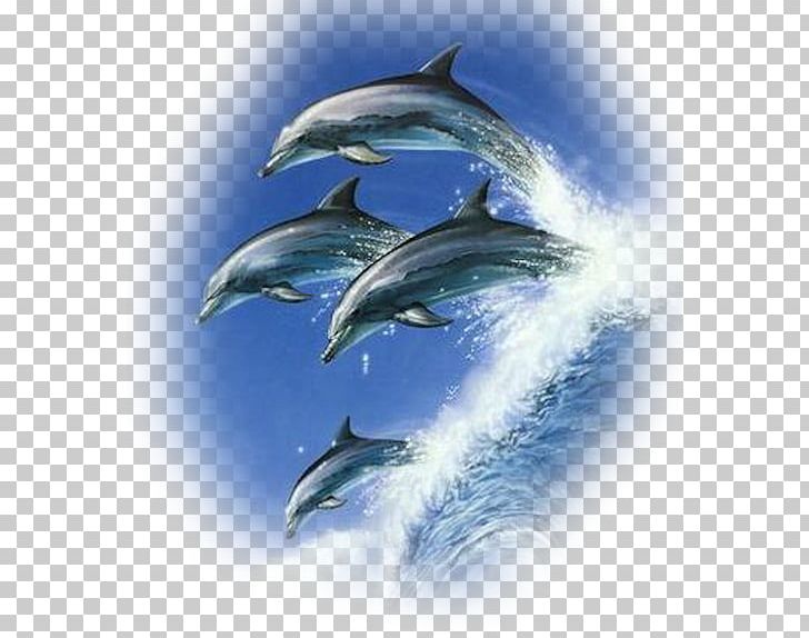 Common Bottlenose Dolphin Cetacea Porpoise Jumping PNG, Clipart, Animal, Animals, Art, Aut, Bottlenose Dolphin Free PNG Download
