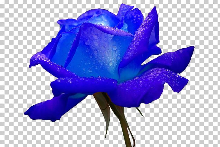 Flower Rose PNG, Clipart, Blue, Blue Rose, Christmas, Cobalt Blue, Cut Flowers Free PNG Download
