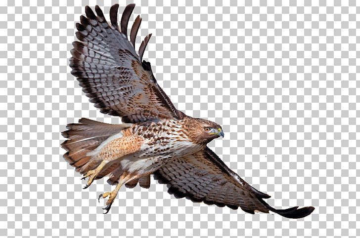 Red-tailed Hawk Red-shouldered Hawk Bird Bald Eagle Turkey Vulture PNG, Clipart, Accipitridae, Accipitriformes, Animal, Animals, Beak Free PNG Download