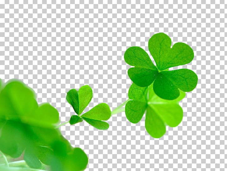 White Clover Red Clover Four-leaf Clover WeChat Avatar PNG, Clipart, Background Green, Clover, Clover Creative, Creative, Decoration Free PNG Download