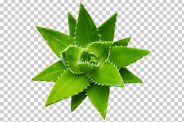 Aloe Vera Succulent Plant Aloe Emodin Seed PNG, Clipart, Abstract Pattern, Aloe, Aloe Vera, Aloin, Cactaceae Free PNG Download