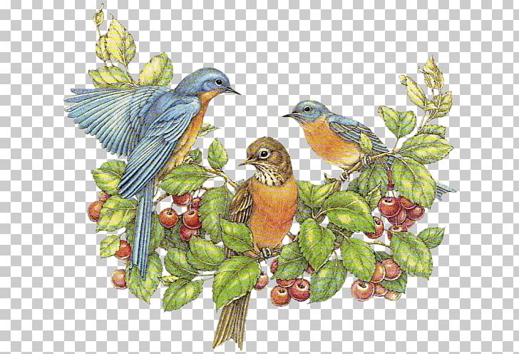 European Robin Bird PNG, Clipart, Animals, Beak, Bird, Bird Nest, Branch Free PNG Download