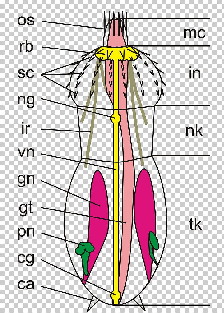 Kinorhyncha Priapulida Animal Roundworms Anatomy PNG, Clipart, Anatomy, Angle, Animal, Area, Art Free PNG Download