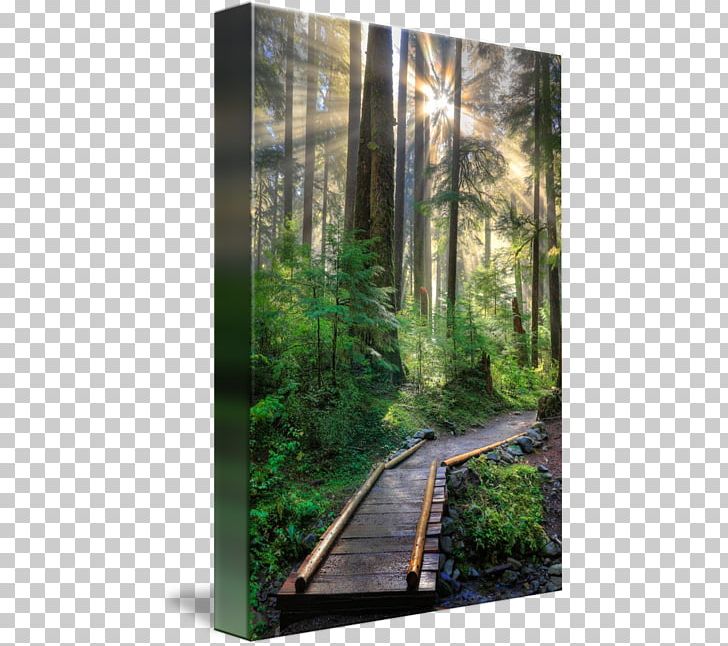 Mural Art Olympic Peninsula Forest PNG, Clipart, Acrylic Paint, Art, Artist, Biome, Ecosystem Free PNG Download