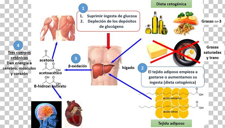 Why We Get Fat Adipocyte Cell Low-carbohydrate Diet PNG, Clipart, Adipocyte, Adipose Tissue, Atkins Diet, Breath, Carbohydrate Free PNG Download