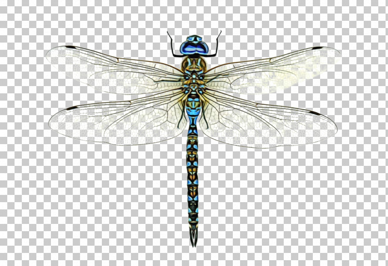 Dragonfly Broad-bodied Chaser Damselflies Beetles Cordulegaster Heros PNG, Clipart, Beetles, Damselflies, Dragonfly, Insects, Odonata Free PNG Download