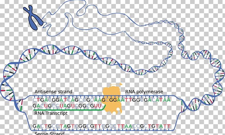 RNA Transcription DNA Translation Coding Strand PNG, Clipart, Angle, Area, Border, Coding Strand, Codon Free PNG Download