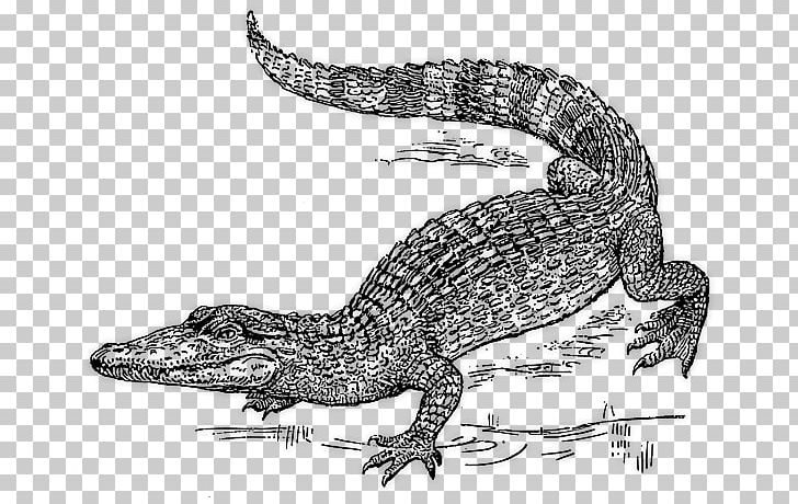 Alligator Nile Crocodile Crocodiles PNG, Clipart, Alligator, Amphibian, Aquatic Animal, Black And White, Computer Icons Free PNG Download