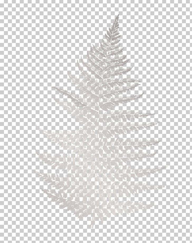 Packaging And Labeling Nongfu Spring Dieline Nature Spruce PNG, Clipart, Aesthetics, Black And White, Bottle, Christmas Decoration, Leaf Free PNG Download