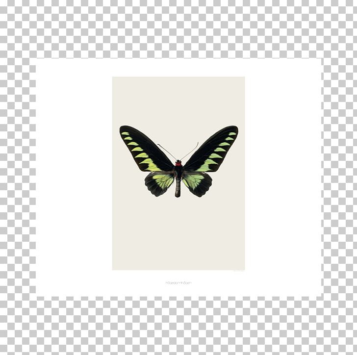 Rajah Brooke's Birdwing Butterflies Butterfly Scarce Morpho PNG, Clipart,  Free PNG Download