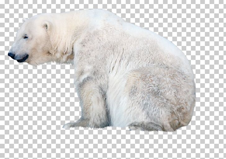 The Polar Bear Baby Polar Reindeer PNG, Clipart, Animal, Animals, Asian Black Bear, Baby Polar, Bear Free PNG Download