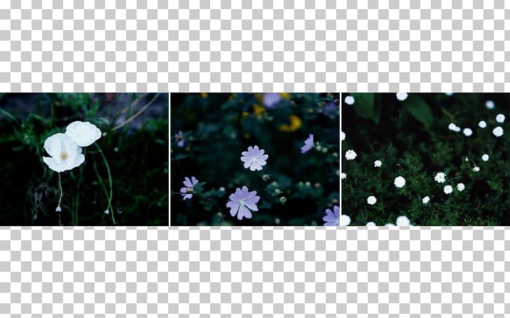 Flowering Plant PNG, Clipart, 20171209, Blue, Flora, Flower, Flowering Plant Free PNG Download