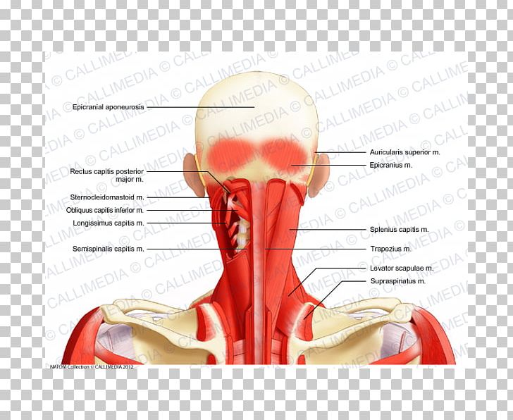 Head And Neck Anatomy Splenius Capitis Muscle Posterior Triangle Of The Neck PNG, Clipart, Anatomy, Arm, Bone, Ear, Head Free PNG Download
