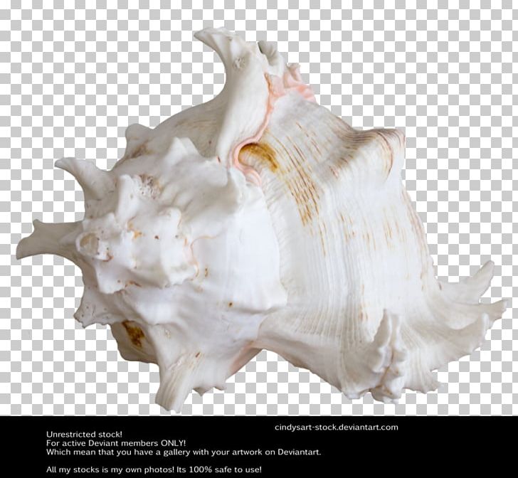 Seashell Art AutoCAD DXF PNG, Clipart, Aesthetics, Animals, Art, Art Museum, Autocad Dxf Free PNG Download