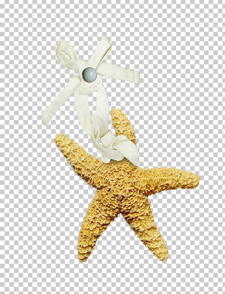 Starfish Centerblog PNG, Clipart, Animals, Baby Clothes, Brown, Brown Starfish, Centerblog Free PNG Download