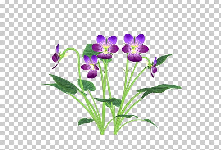 The Nutcracker PNG, Clipart, Cut Flowers, Flora, Floriculture, Flower, Flowering Plant Free PNG Download
