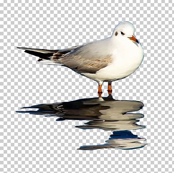 Birds And People Gulls Great Black-backed Gull European Herring Gull PNG, Clipart, Animals, Beak, Bird, Birds And People, Charadriiformes Free PNG Download