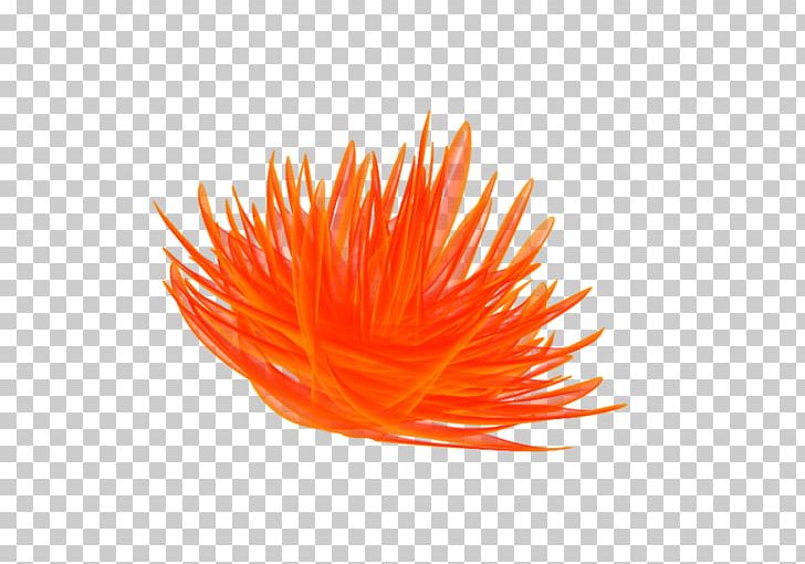 Close-up PNG, Clipart, Closeup, Orange, Soon Free PNG Download