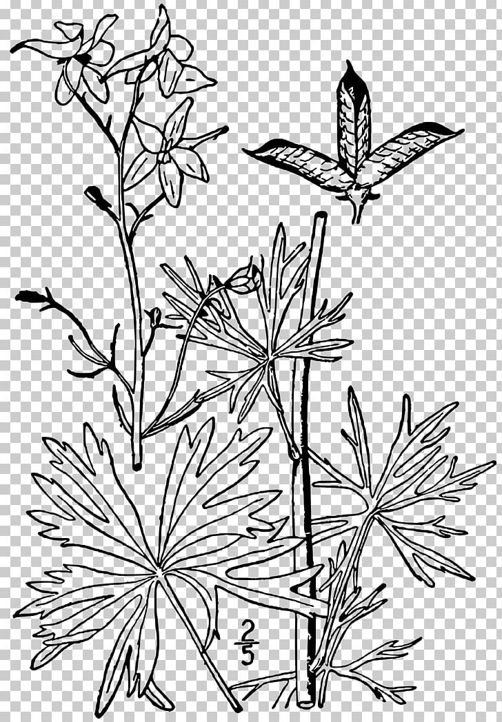 Dwarf Larkspur Drawing Plant Delphinium Exaltatum PNG, Clipart, Ballet, Black And White, Branch, Coloring Book, Delphinium Free PNG Download