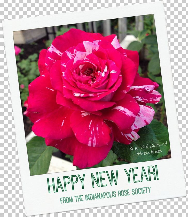 Flower New Year's Day Garden Roses Holiday PNG, Clipart, Annual Plant, Centifolia Roses, Christmas Card, Cut Flowers, Floral Design Free PNG Download