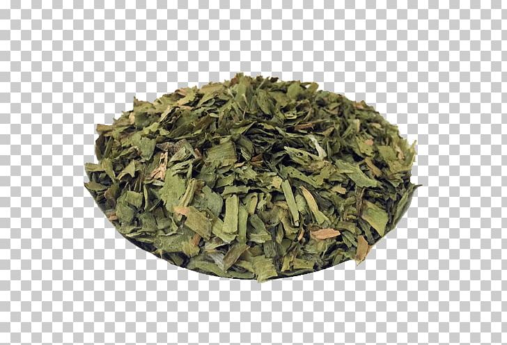 Nilgiri Tea Sencha Herb Tea Plant PNG, Clipart, Bancha, Biluochun, Darjeeling Tea, Herb, Herb Tea Free PNG Download