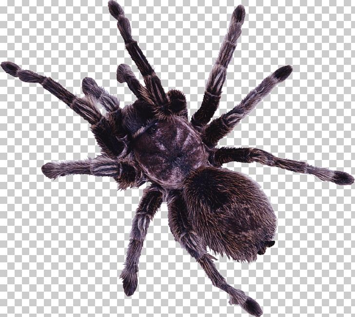Spider Web Eight Legs PNG, Clipart, Arachnid, Arthropod, Black Widow, Clip Art, Comic Free PNG Download