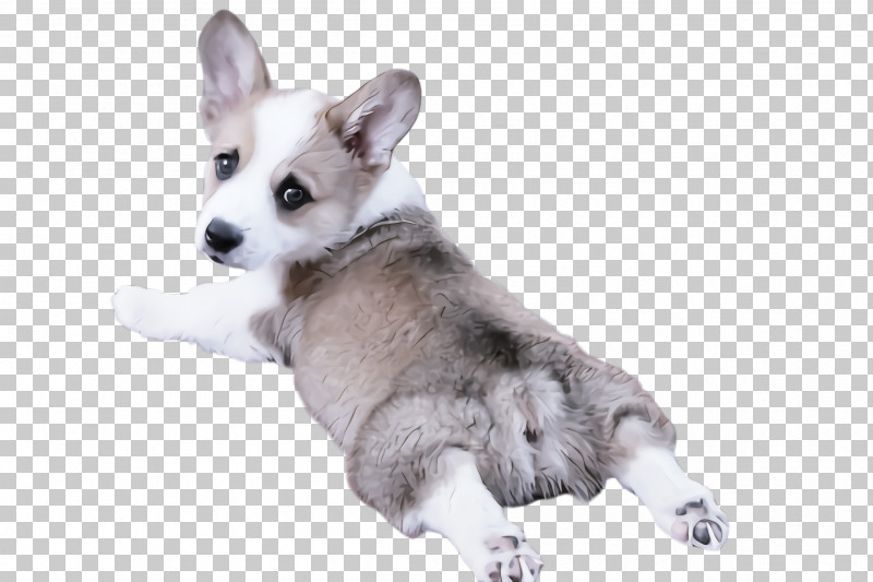 Dog Pembroke Welsh Corgi Siberian Husky Puppy Snout PNG, Clipart, Dog, Pembroke Welsh Corgi, Puppy, Siberian Husky, Snout Free PNG Download