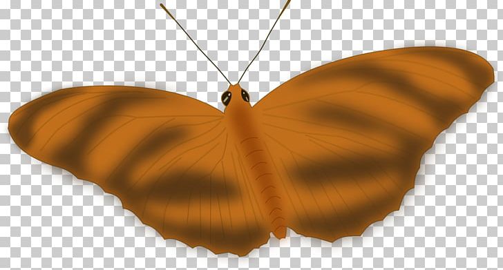 Butterfly Insect PNG, Clipart, Arthropod, Brush Footed Butterfly, Butterfly, Butterfly Lineart, Caligo Teucer Free PNG Download