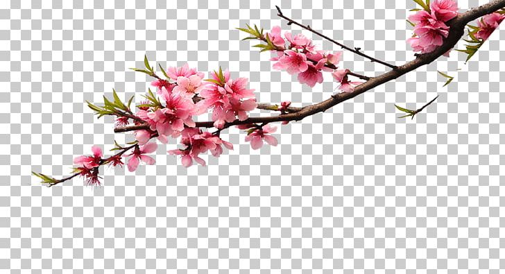 Cherry Blossom Pink Flower Bouquet Color PNG, Clipart, Artificial Flower, Blossom, Branch, Branches, Computer Wallpaper Free PNG Download