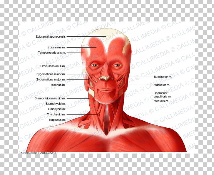 Muscle Neck Muscular System Human Body Human Anatomy PNG, Clipart, Anatomy, Anterior Triangle Of The Neck, Face, Fictional Character, Head Free PNG Download
