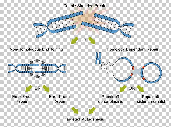 Technology CRISPR Non-homologous End Joining Homology Directed Repair DNA Repair PNG, Clipart, Angle, Area, Cas9, Cell, Crispr Free PNG Download